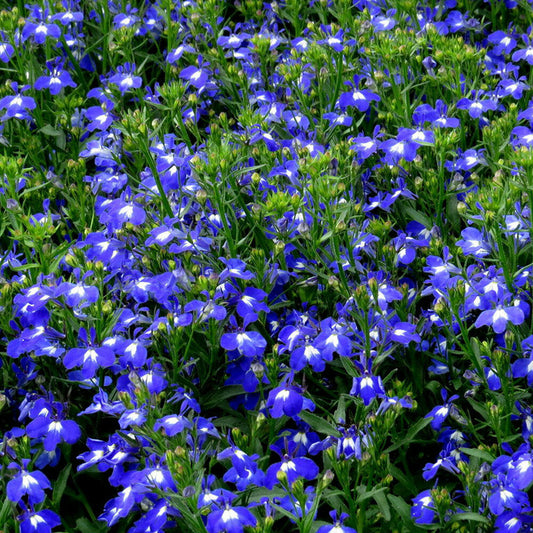 Lobelia Bush Blue Basket Plants