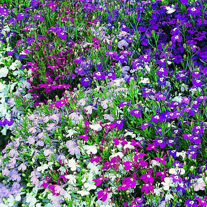 Lobelia Bush Mixed Bedding Plants | Cardinal Flower – Gardeners Dream