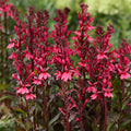 Lobelia 'Rose Princess'