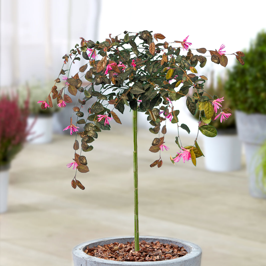 Red Trees | Red Leaved Trees | Gardeners Dream
