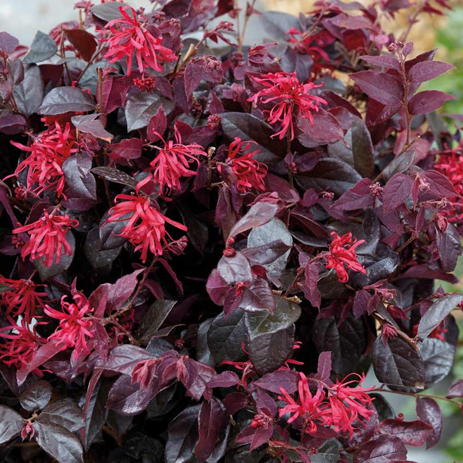Loropetalum chinense Plum Gorgeous