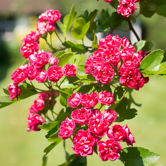 Crataegus 'Paul's Scarlet'