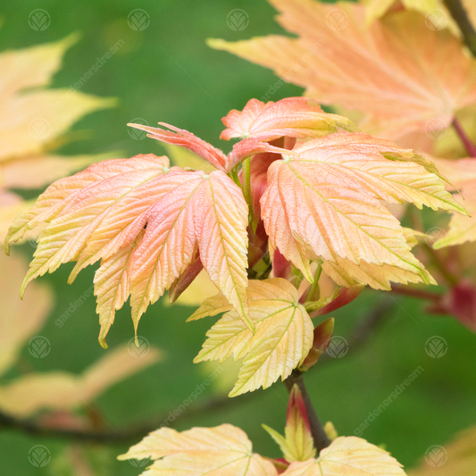 Acer 'Brilliantissimum'
