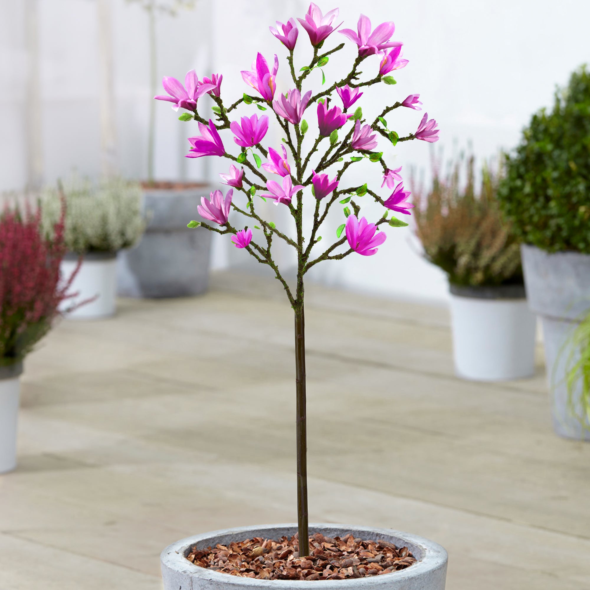 Magnolia 'Susan' Patio Tree | Magnolia Tree – Gardeners Dream
