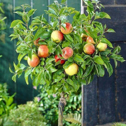 Apple 'Braeburn' Patio Tree | Apple Tree – Gardeners Dream