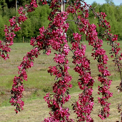 Malus 'Crimson Cascade' | Crab Apple Tree – Gardeners Dream