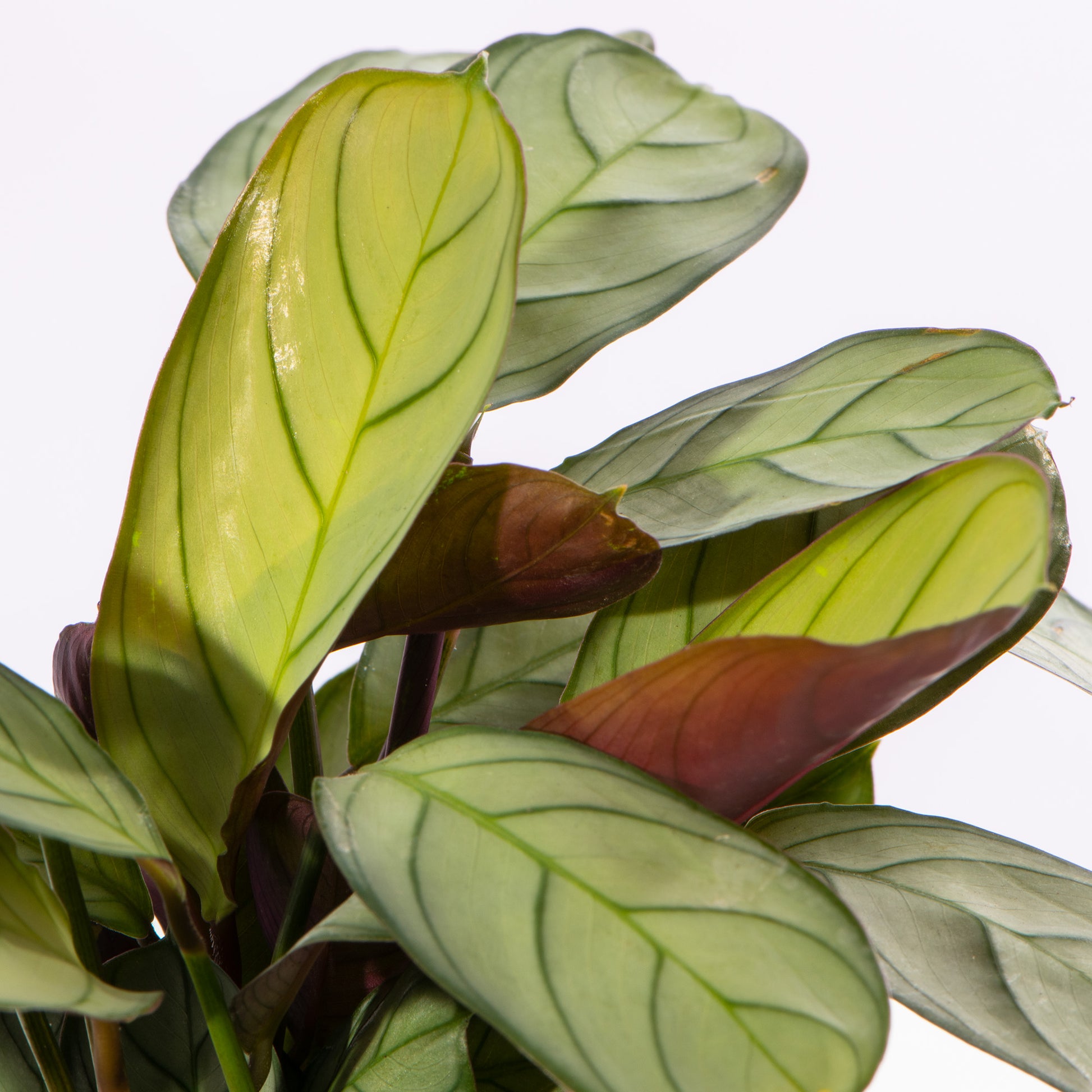 Maranta Mint