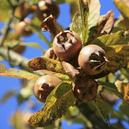 Mespilus 'Nottingham' | Medlar Tree – Gardeners Dream