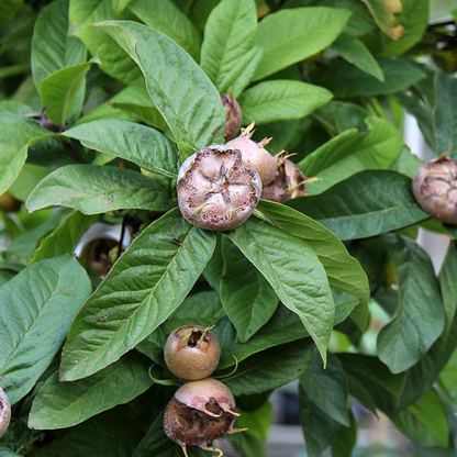Mespilus 'Nottingham' | Medlar Tree – Gardeners Dream