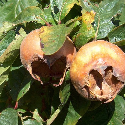 Mespilus 'Nottingham' | Medlar Tree – Gardeners Dream