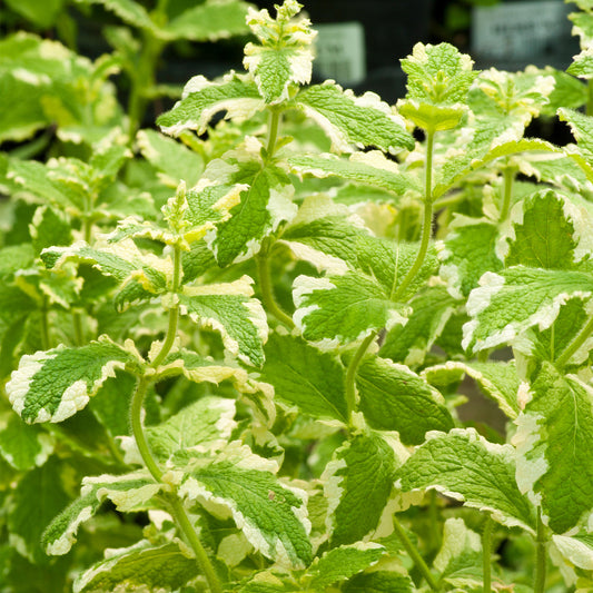 Variegated Apple Mint