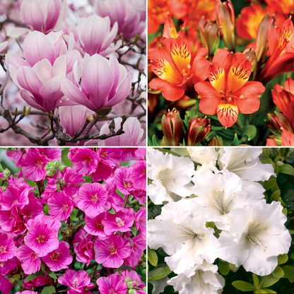 Shrub Mix | Mixed Varieties – Gardeners Dream