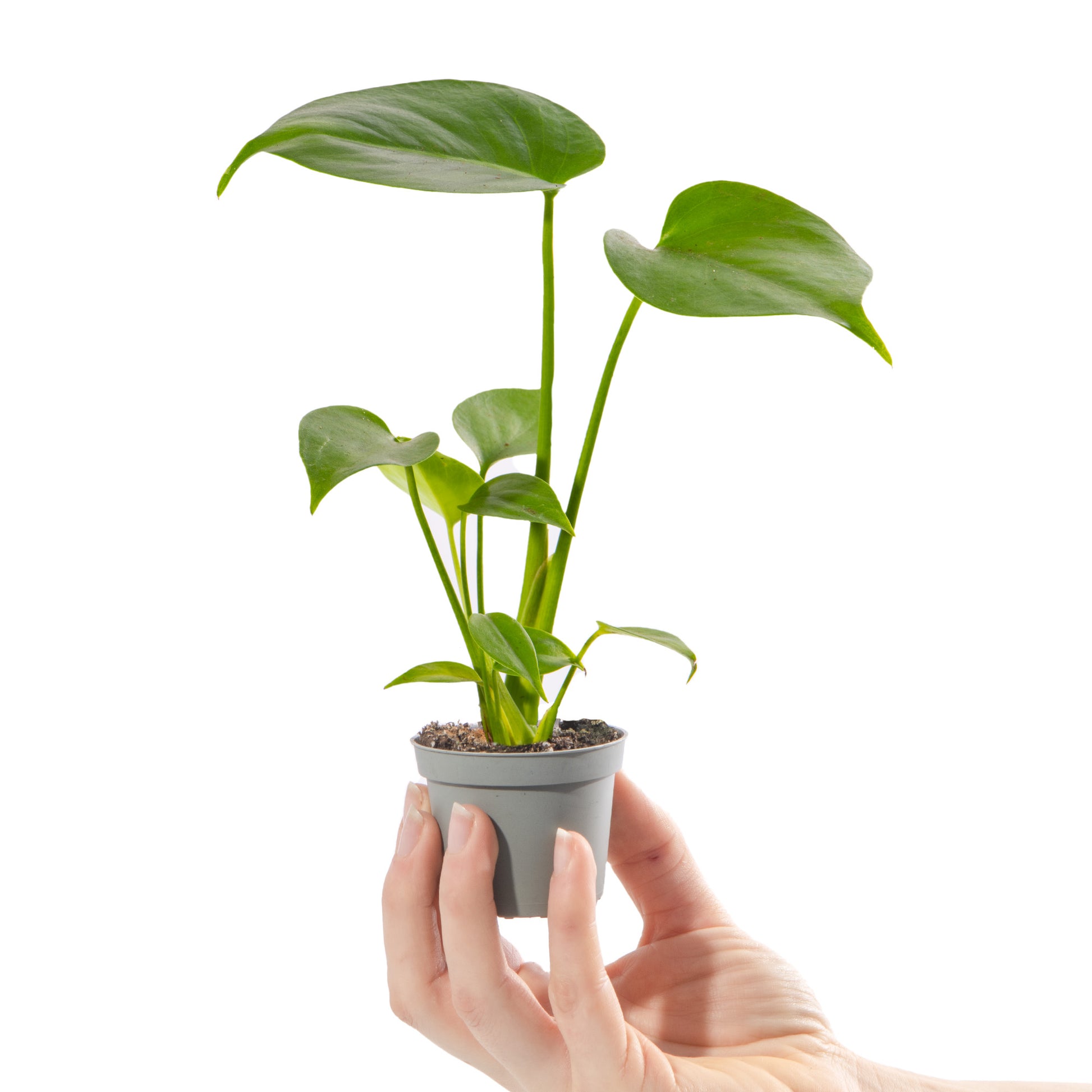 baby monstera leaves Baby Monstera deliciosa