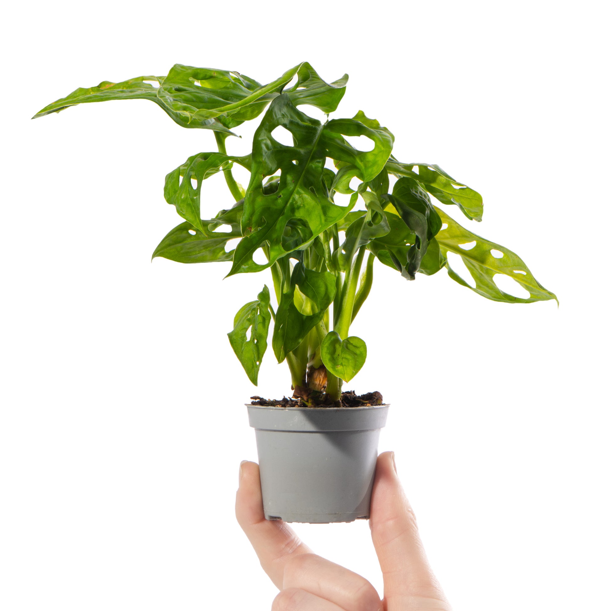 baby monstera leaves Baby Monstera obliqua