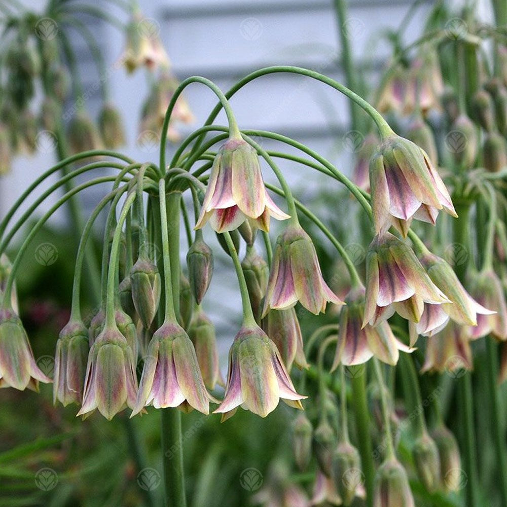 allium-siculum-sicilian-honey-garlic-gardeners-dream