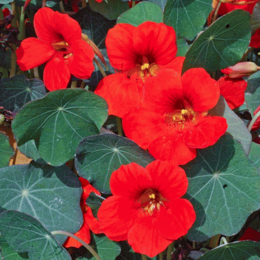 Nasturtium 'Empress of India' Bedding Plants