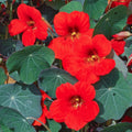 Nasturtium 'Empress of India' Bedding Plants