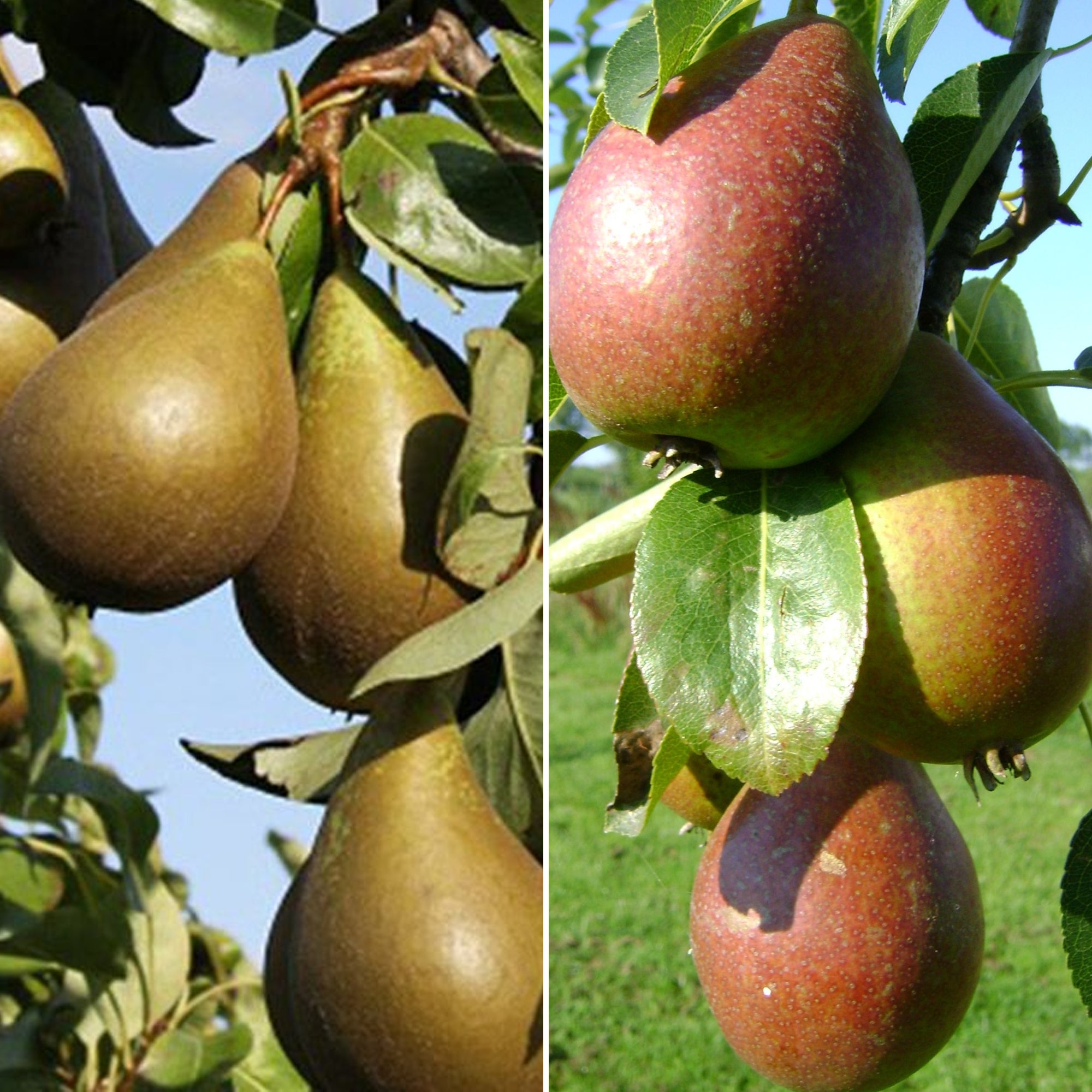 Duo Pear Patio Tree | Pear Tree – Gardeners Dream