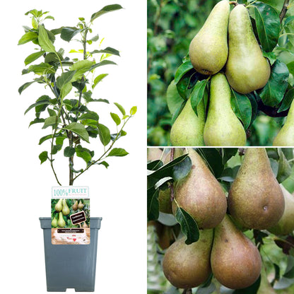Duo Pear Patio Tree | Pear Tree – Gardeners Dream