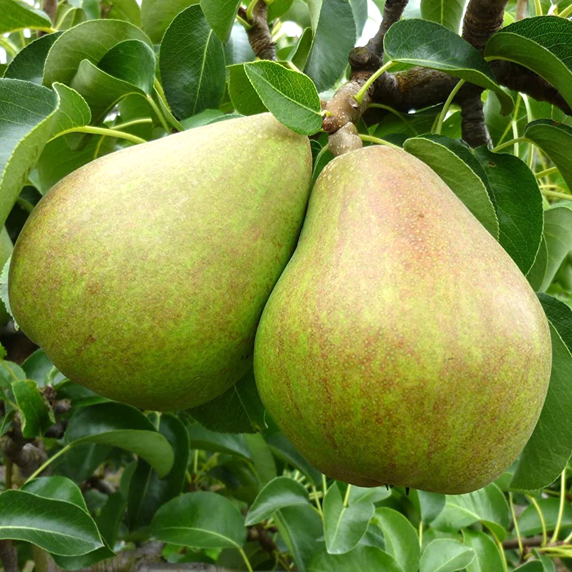 Pear 'Doyenné du Comice' Patio Tree | Pear Tree – Gardeners Dream