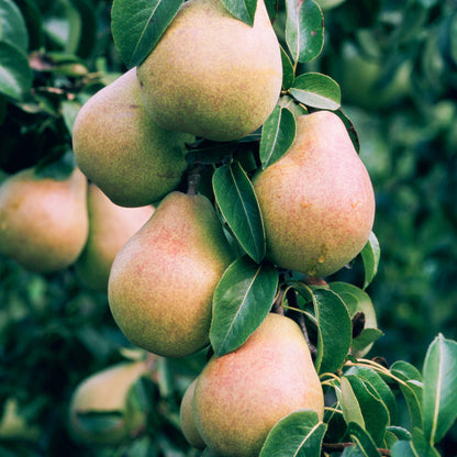 Pear 'Doyenné du Comice' Patio Tree | Pear Tree – Gardeners Dream