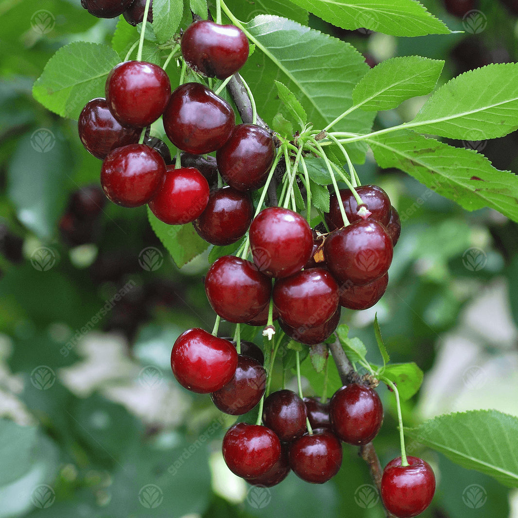 Checker Red Tree Red Trees | Red Leaved Trees | Gardeners Dream