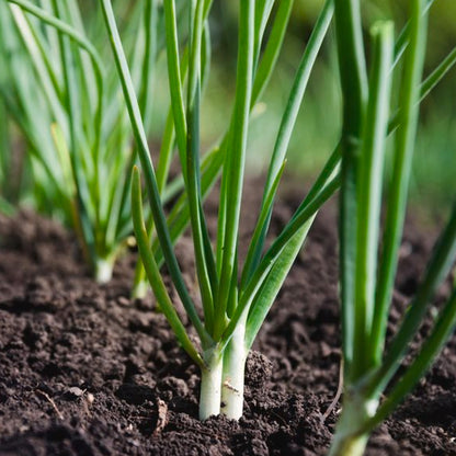 Packing Spring Onion Spring Onion Carry Pack | Spring Onion – Gardeners Dream