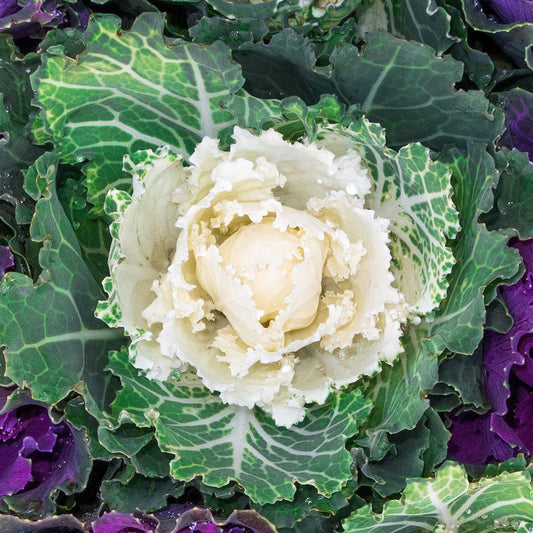 White Ornamental Brassica
