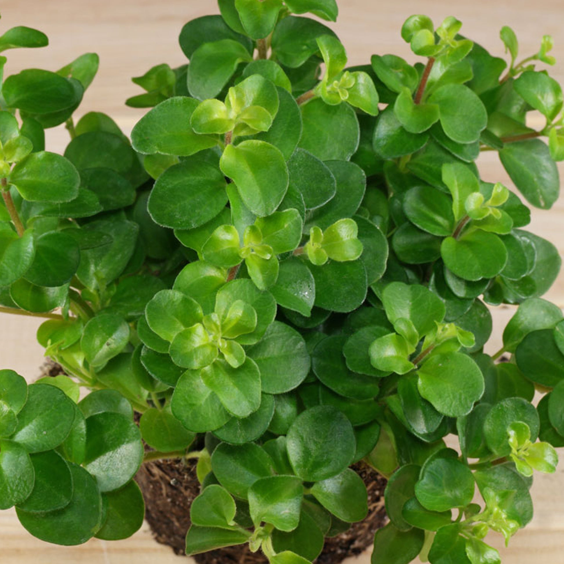 peperomia rotundifolia - trailing jade plant Peperomia rotundifolia