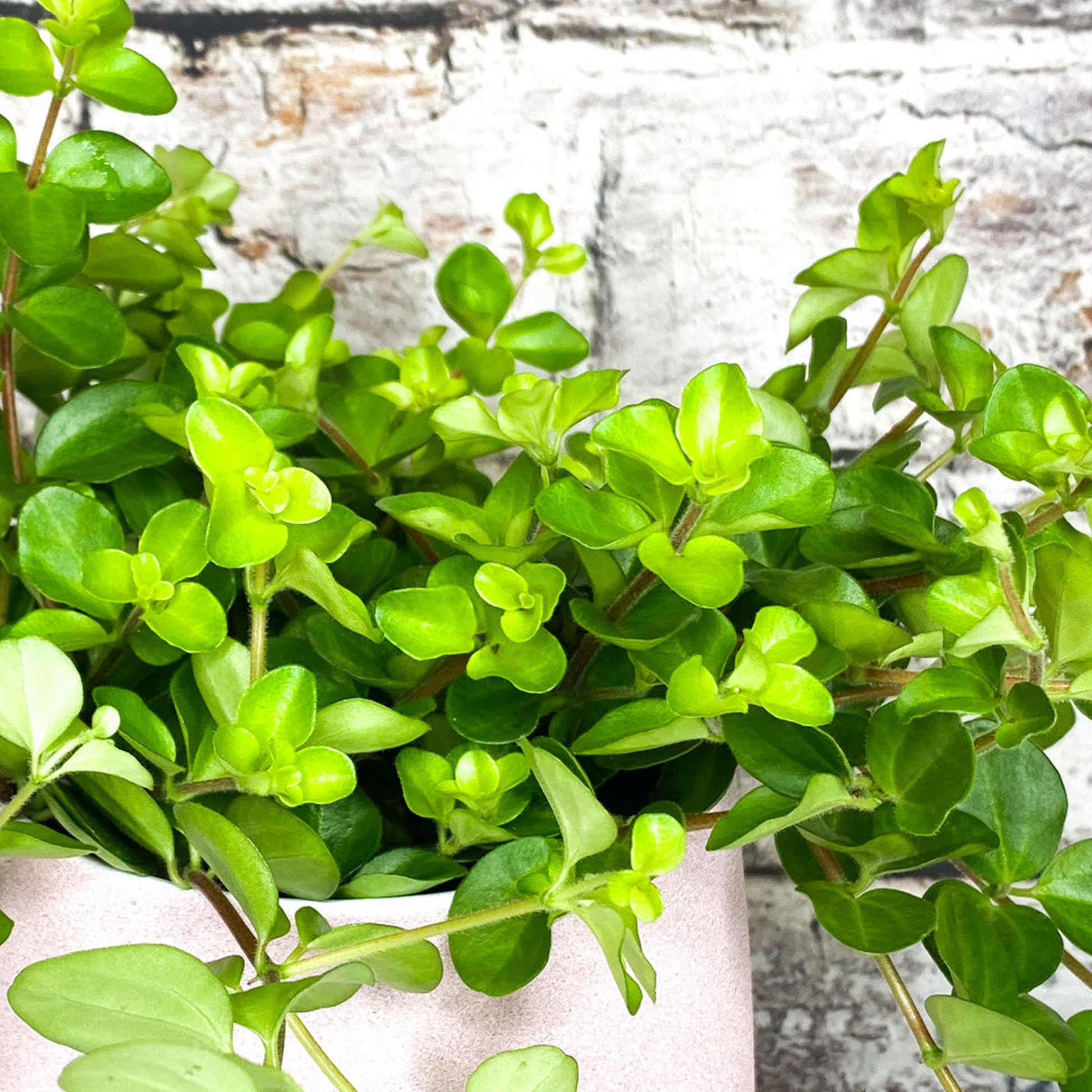 peperomia rotundifolia - trailing jade plant Peperomia rotundifolia