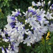 Agapanthus 'Twister'
