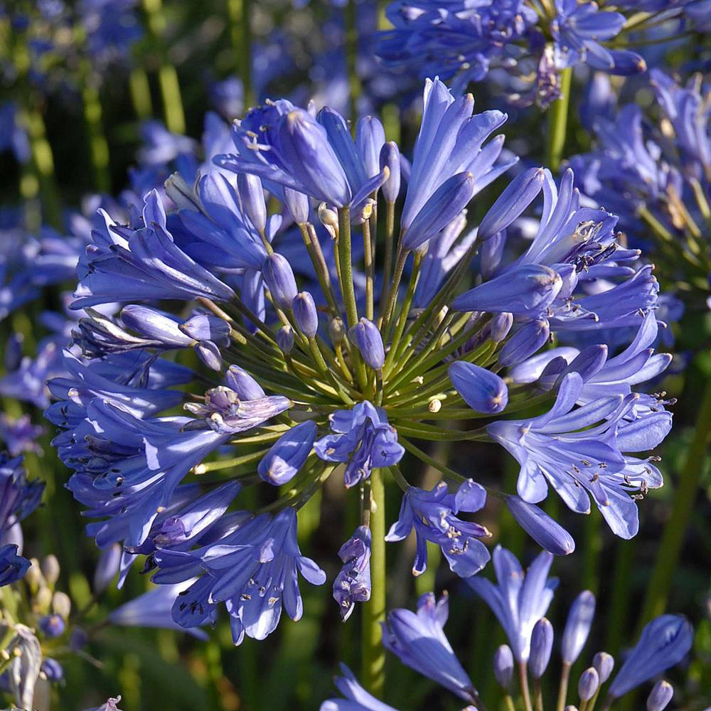 Agapanthus Seastorm