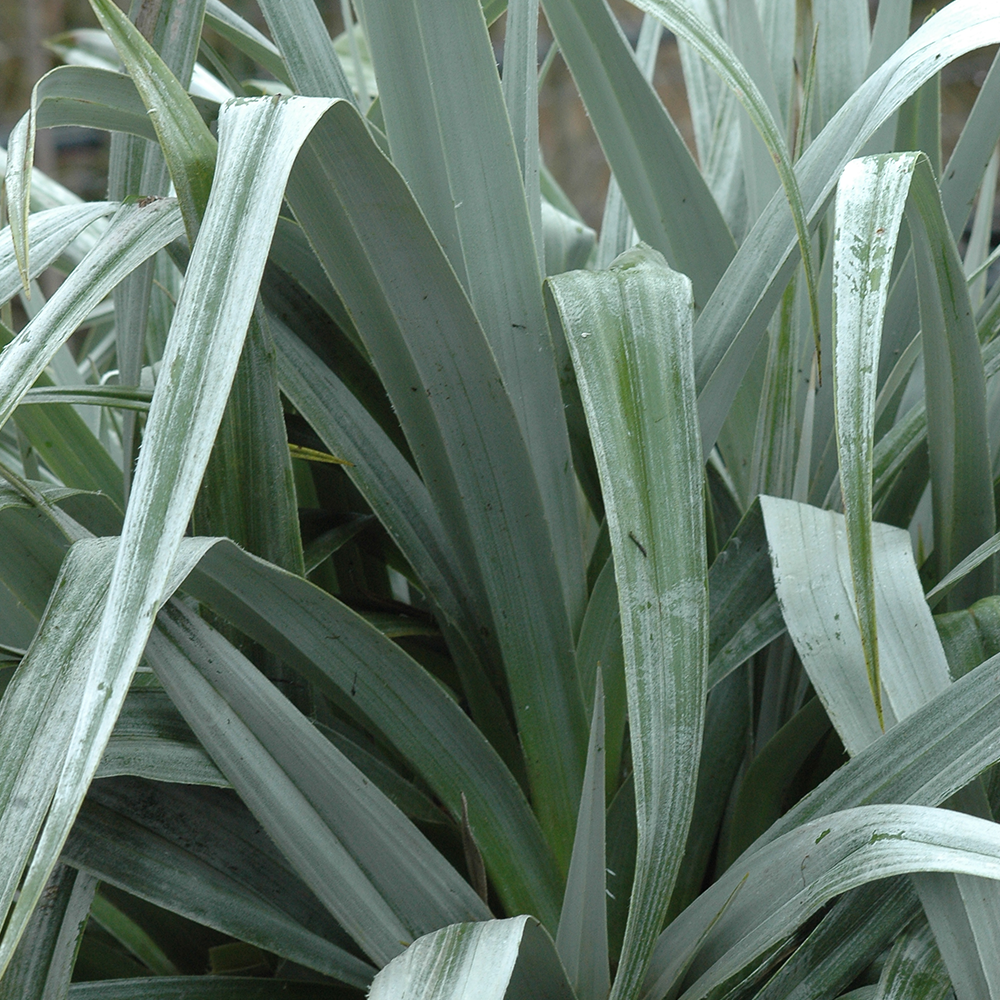 Astelia Silver Shadow