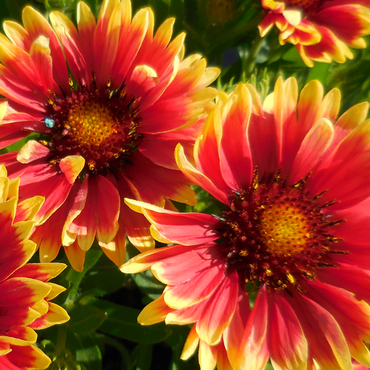 Gaillardia 'Sunset Cutie'