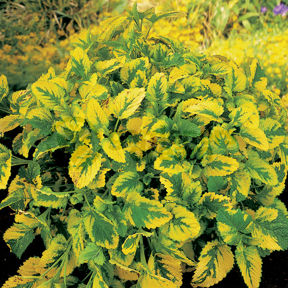 Balm Aurea