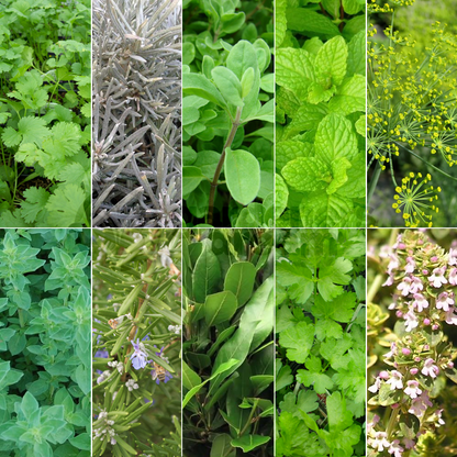 Indian Herb Mix | Mixed Varieties – Gardeners Dream