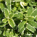 Mint Pineapple