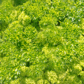 Curly Leaf Parsley