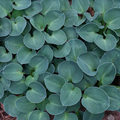 Hosta 'Blue Mouse Ears'