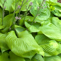 Hosta 'Sum and Substance'