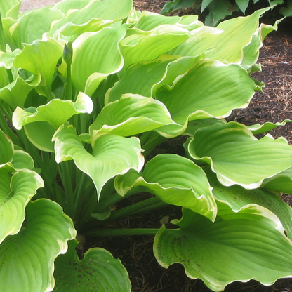Hosta 'Winter Snow' | Plantain Lily – Gardeners Dream