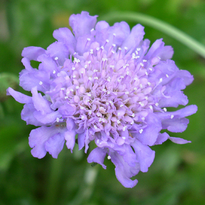 Scabiosa 'Butterfly Blue' | Pincushion Flower – Gardeners Dream