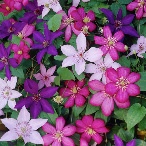 Clematis 'Tricolour' Mix