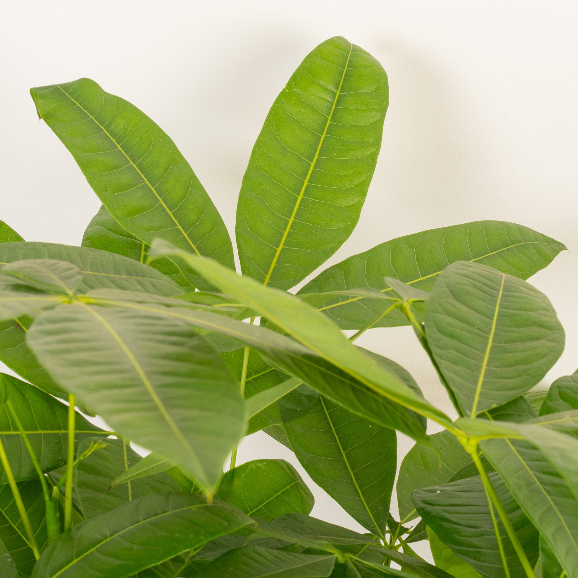 money tree plant uk Pachira aquatica