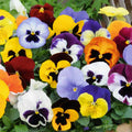 Pansy Mixed Bedding Plants