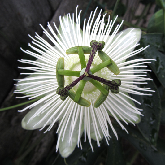 Passiflora 'Snow Queen'