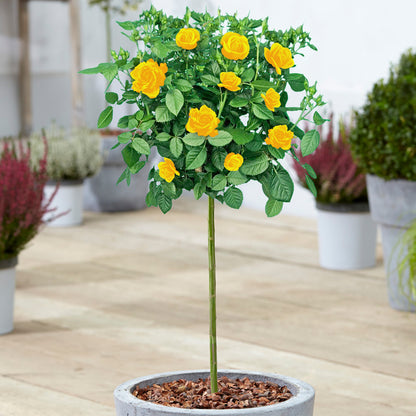 Yellow Patio Rose | Rose Tree – Gardeners Dream