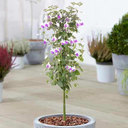 White Fuchsia Patio Tree