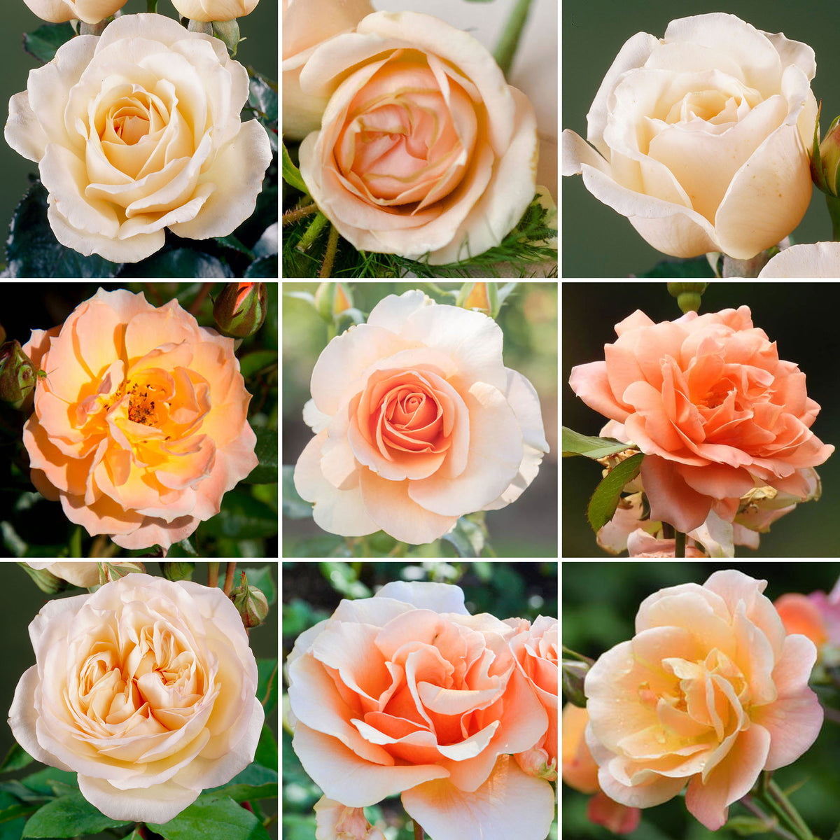 Apricot Spray Roses Apricot Roses Orange Roses Apricot Roses Sustainable Rose Gifts