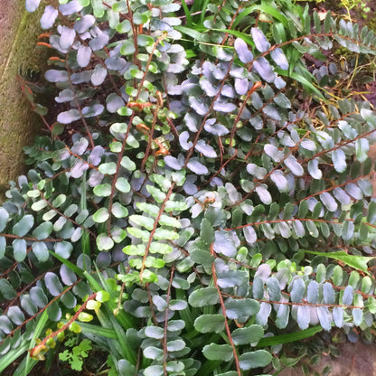 Pellaea rotundifolia | Button Fern – Gardeners Dream